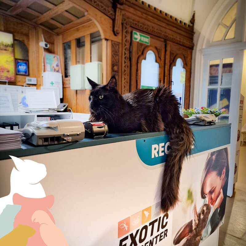 Exotic Vet Center - Spital Veterinar non-stop.