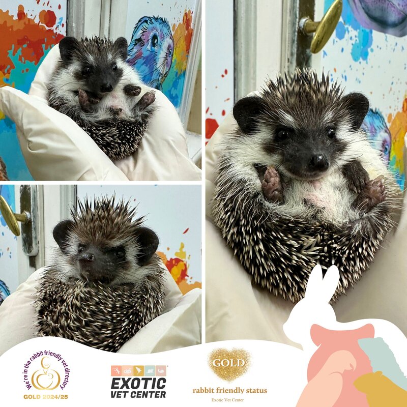 Exotic Vet Center - Spital Veterinar non-stop.